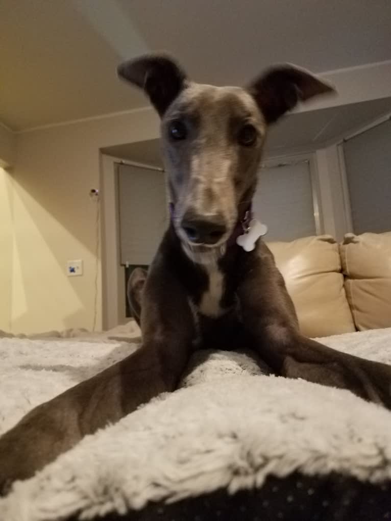 Whiskey, a Greyhound tested with EmbarkVet.com