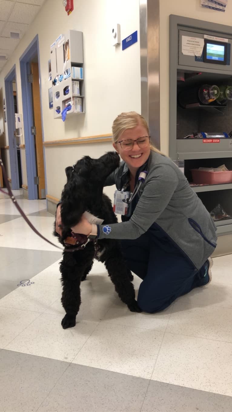 Juno, a Poodle (Standard) and English Cocker Spaniel mix tested with EmbarkVet.com