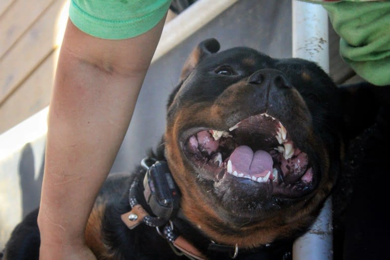 Sirius, a Rottweiler tested with EmbarkVet.com