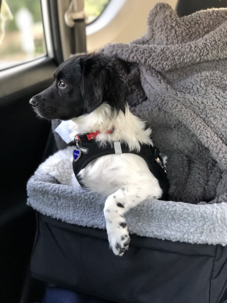 Violet Rose, a Cocker Spaniel and Poodle (Small) mix tested with EmbarkVet.com