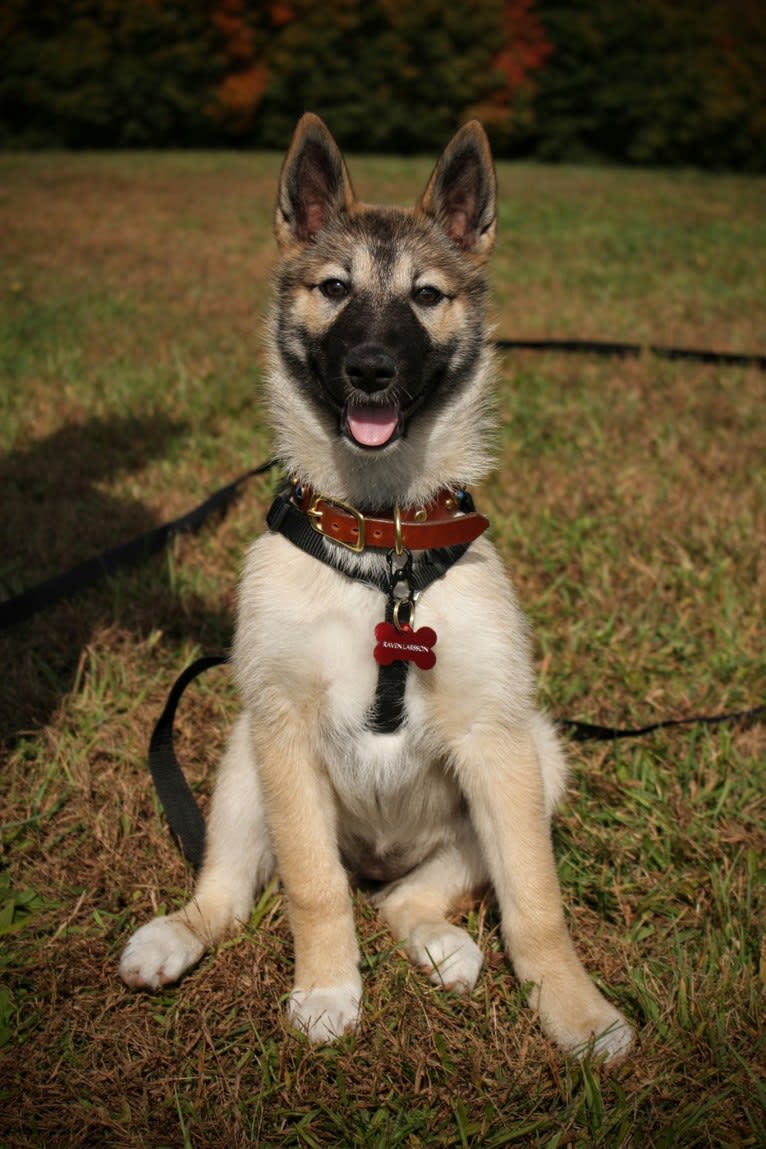 Raven, a West Siberian Laika tested with EmbarkVet.com