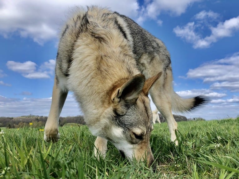 Caya, a Czechoslovakian Vlcak tested with EmbarkVet.com