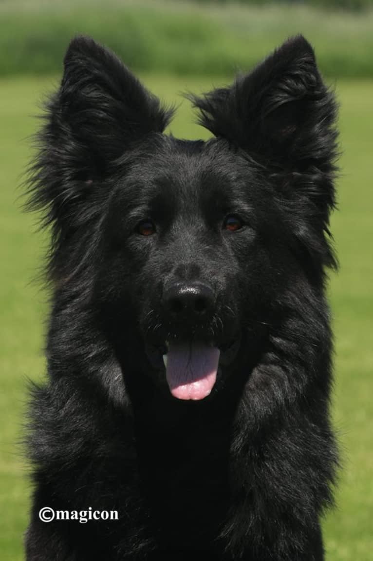 Bali, a German Shepherd Dog tested with EmbarkVet.com