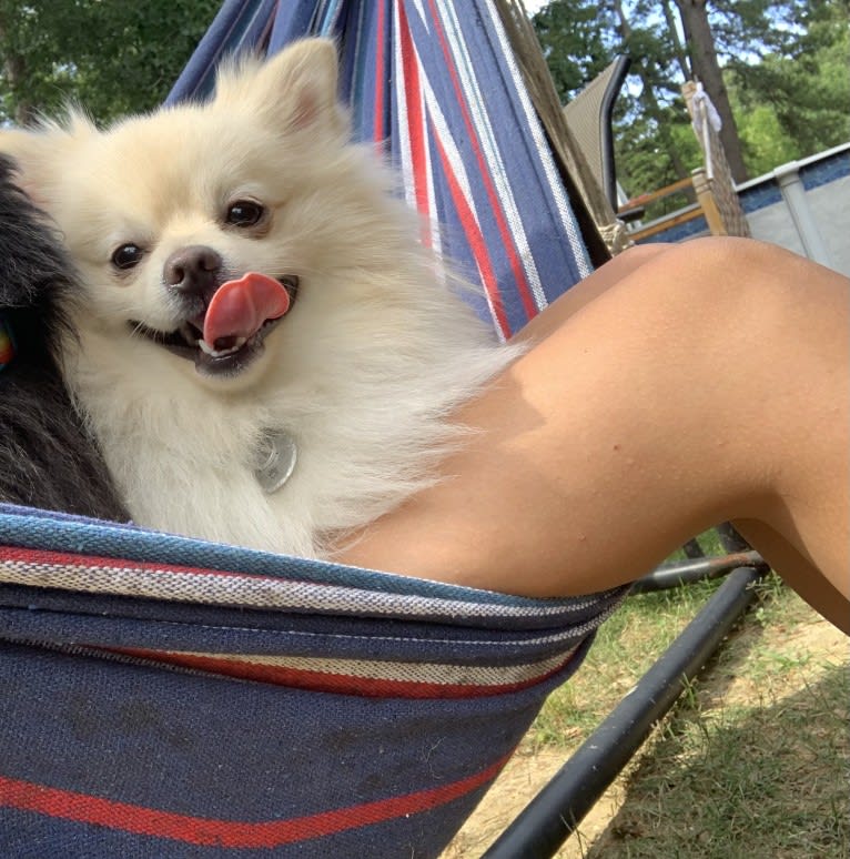 Koda, a Pomeranian tested with EmbarkVet.com