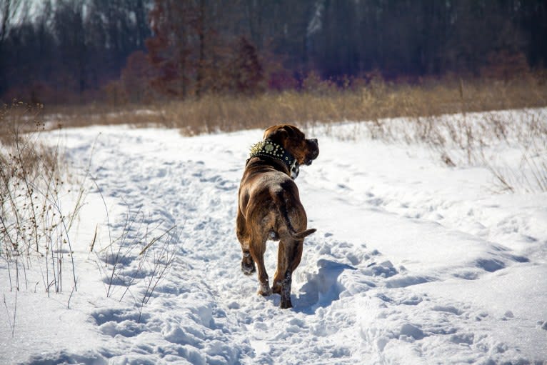 Loki, an American Pit Bull Terrier (4.7% unresolved) tested with EmbarkVet.com