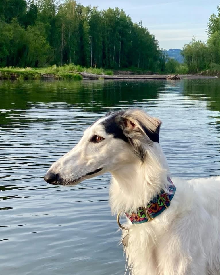 Fennel, a Borzoi tested with EmbarkVet.com