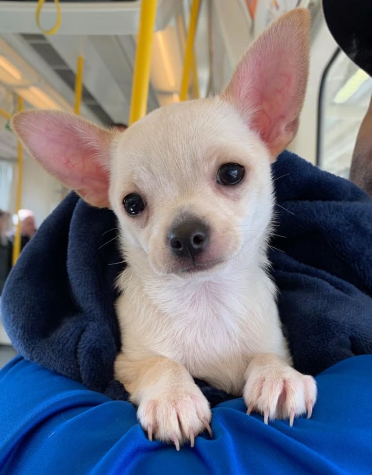 Gizmo, a Chihuahua tested with EmbarkVet.com