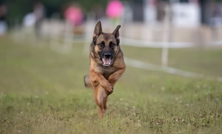 KHs His Reign Has Just Begun “Kaiser” TKE DS HDS, a German Shepherd Dog and Dutch Shepherd mix tested with EmbarkVet.com