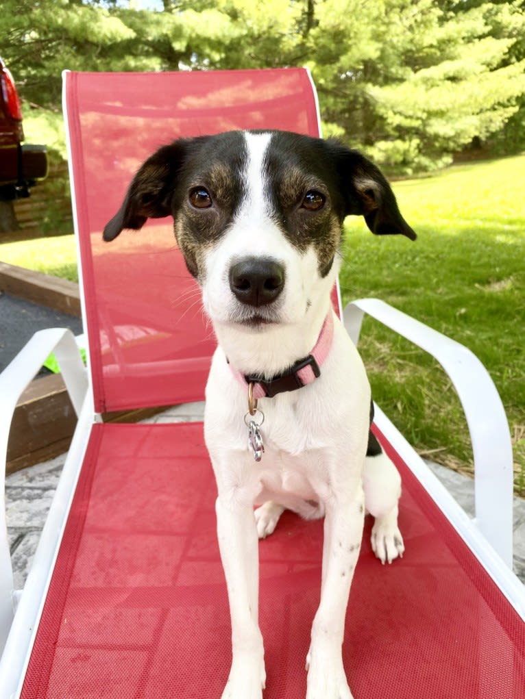 Katy, an Australian Cattle Dog and American Pit Bull Terrier mix tested with EmbarkVet.com