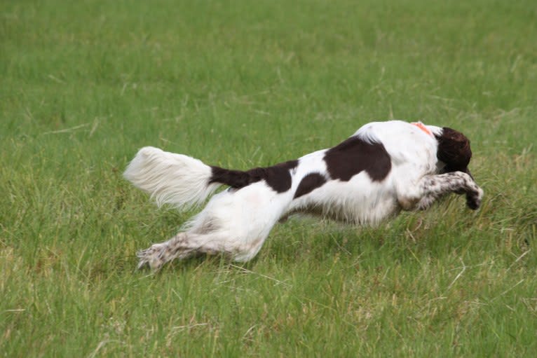 Vasco de Gama d'Arthémis, a French Spaniel tested with EmbarkVet.com