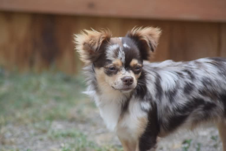 Geena, a Chihuahua tested with EmbarkVet.com