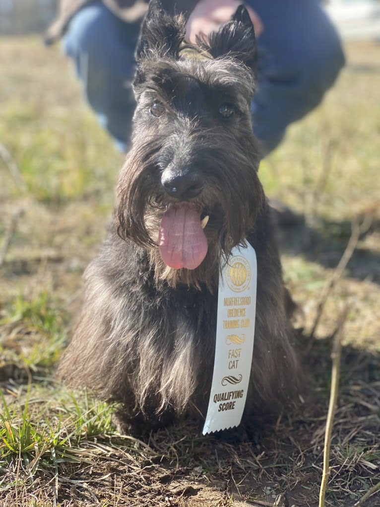 Max, a Scottish Terrier tested with EmbarkVet.com