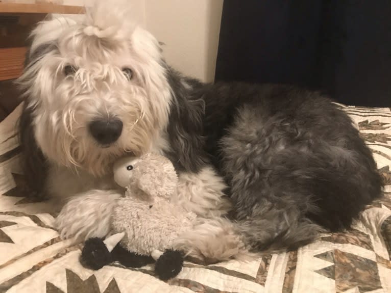 Winston, an Old English Sheepdog tested with EmbarkVet.com