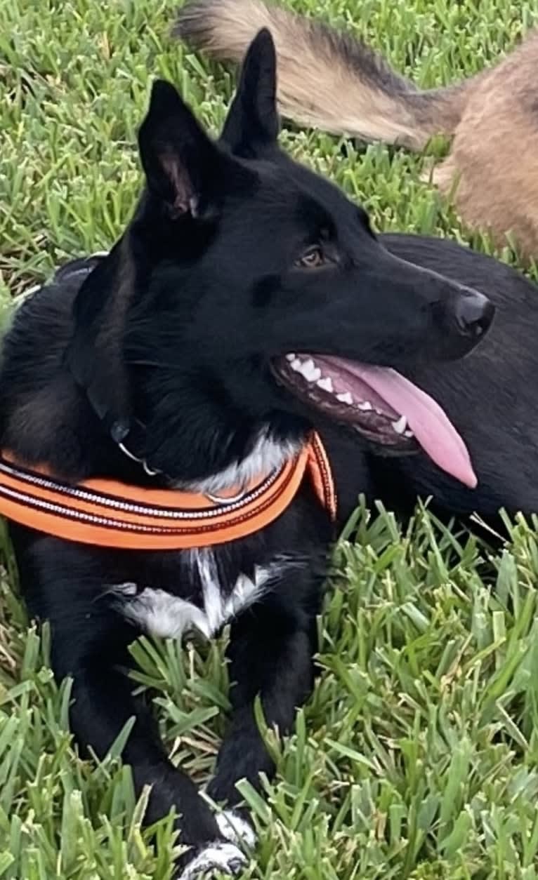 Donny El Dante, a Border Collie and German Shepherd Dog mix tested with EmbarkVet.com