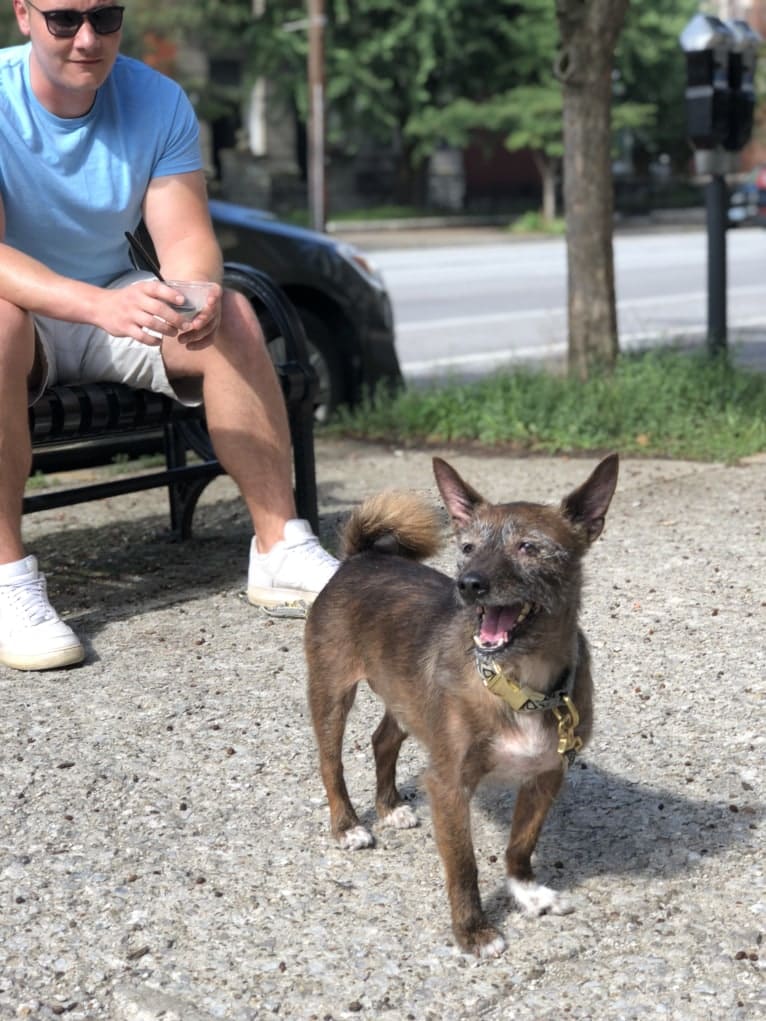 Theodore, a Basenji and Yorkshire Terrier mix tested with EmbarkVet.com