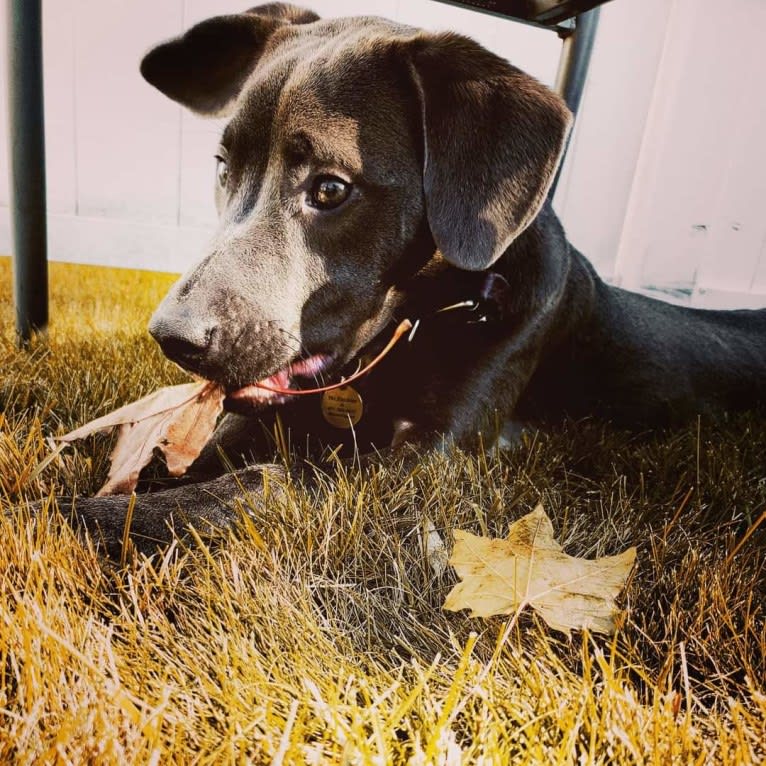 Jaxon, an American Pit Bull Terrier and Chow Chow mix tested with EmbarkVet.com