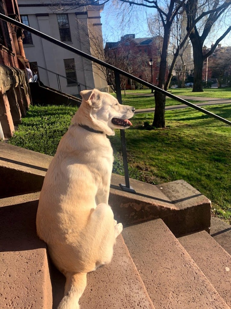 Philip, an American Pit Bull Terrier and Australian Shepherd mix tested with EmbarkVet.com