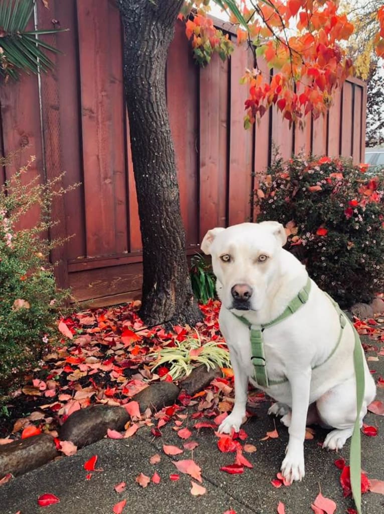 Hank, an American Pit Bull Terrier and Chow Chow mix tested with EmbarkVet.com