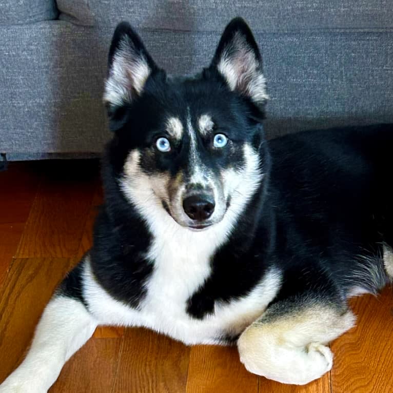 LUNA, a Pomsky tested with EmbarkVet.com