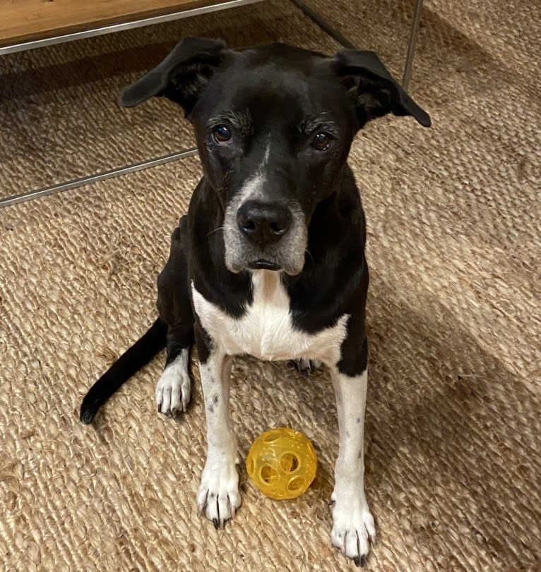 Thor, an American Pit Bull Terrier and Australian Cattle Dog mix tested with EmbarkVet.com