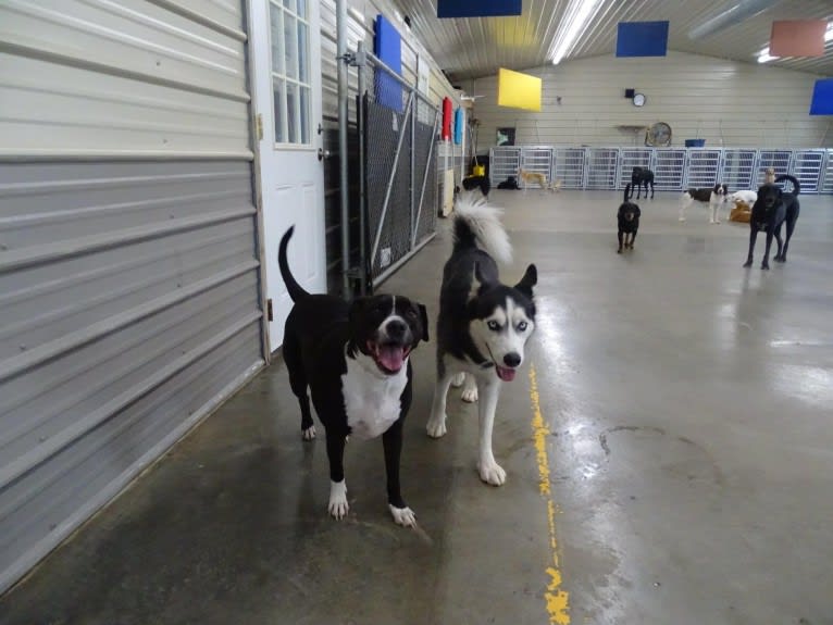 Roger, an American Bully and Rat Terrier mix tested with EmbarkVet.com