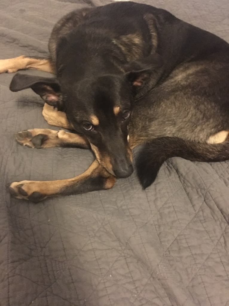 LOLA, an Australian Shepherd and Australian Cattle Dog mix tested with EmbarkVet.com