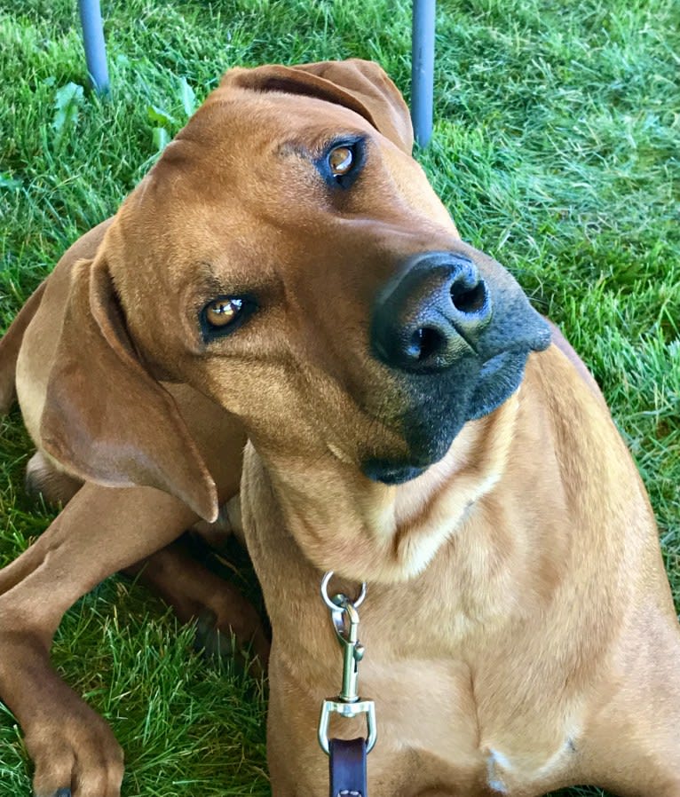 Hughie, a Rhodesian Ridgeback tested with EmbarkVet.com