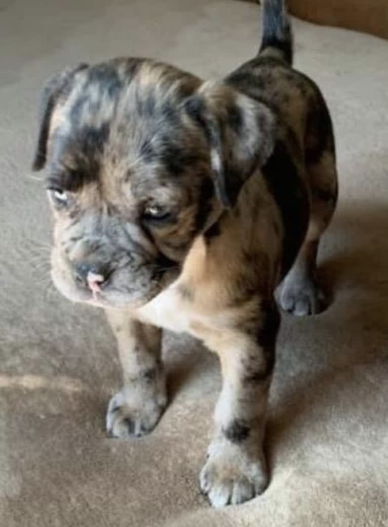 Oreo, a Bulldog and Boxer mix tested with EmbarkVet.com