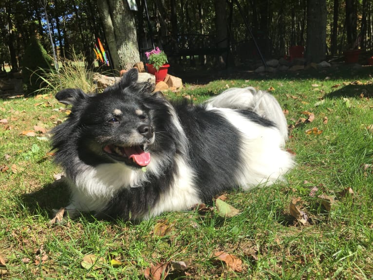 Piper, an American Eskimo Dog and Pomeranian mix tested with EmbarkVet.com