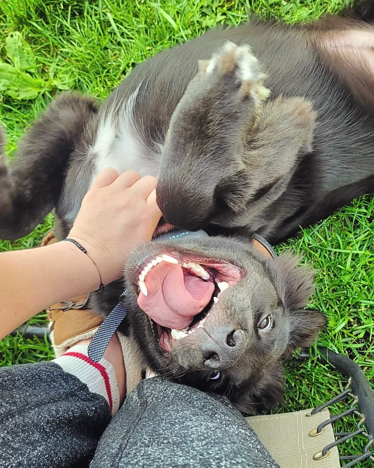 Bowser, an American Pit Bull Terrier and Siberian Husky mix tested with EmbarkVet.com