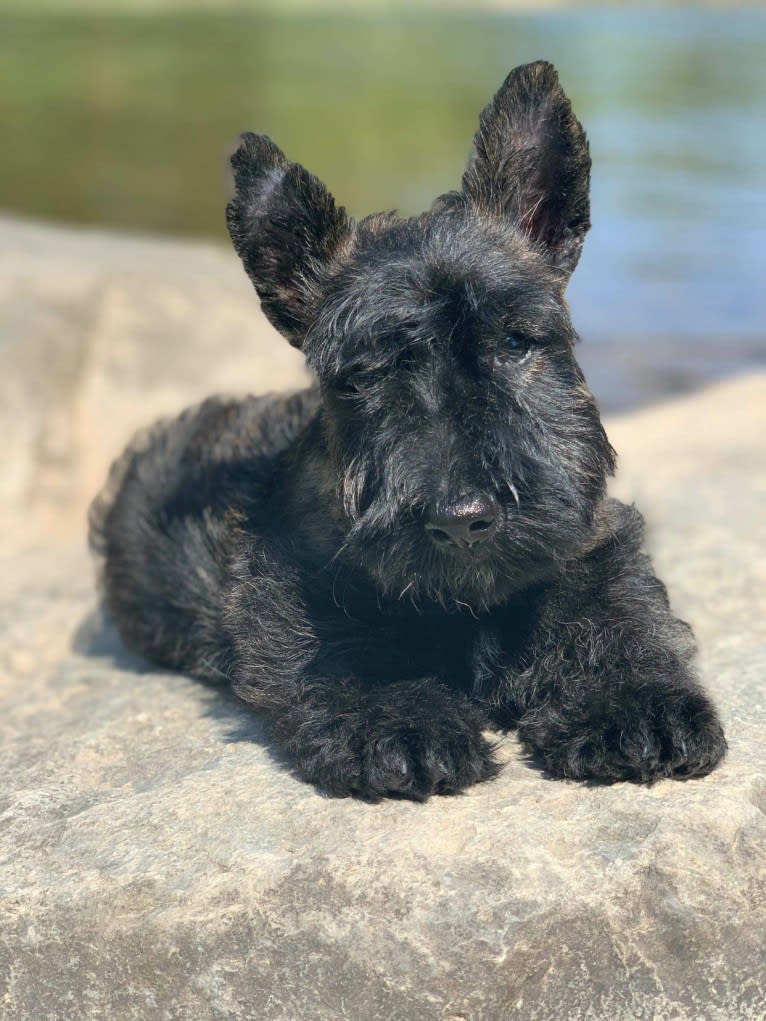 Artur, a Scottish Terrier tested with EmbarkVet.com