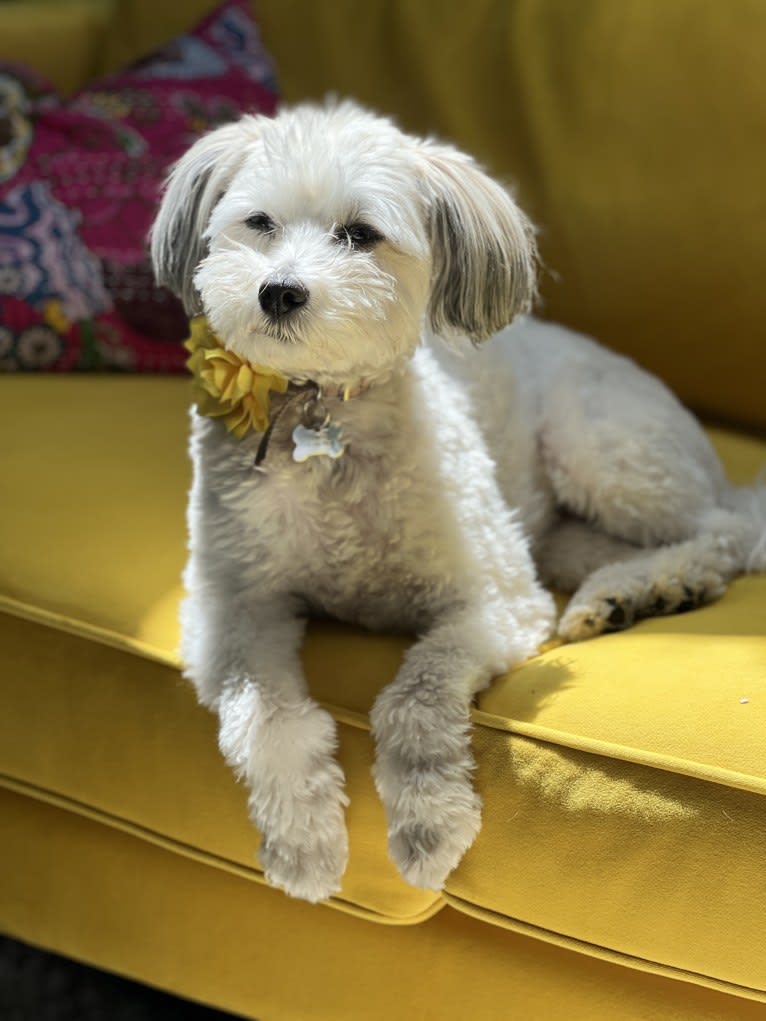 Juniper, a Poodle (Small) and Miniature Schnauzer mix tested with EmbarkVet.com