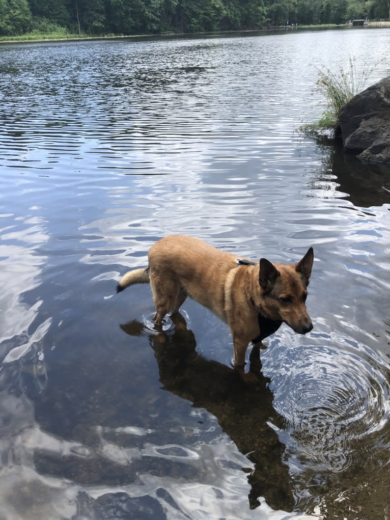 Oakley, a German Shepherd Dog and Chinese Shar-Pei mix tested with EmbarkVet.com