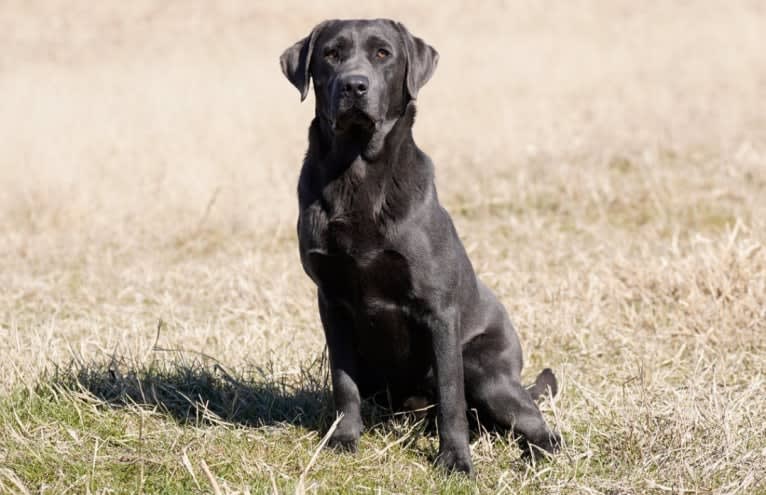 Owen, a Labrador Retriever tested with EmbarkVet.com