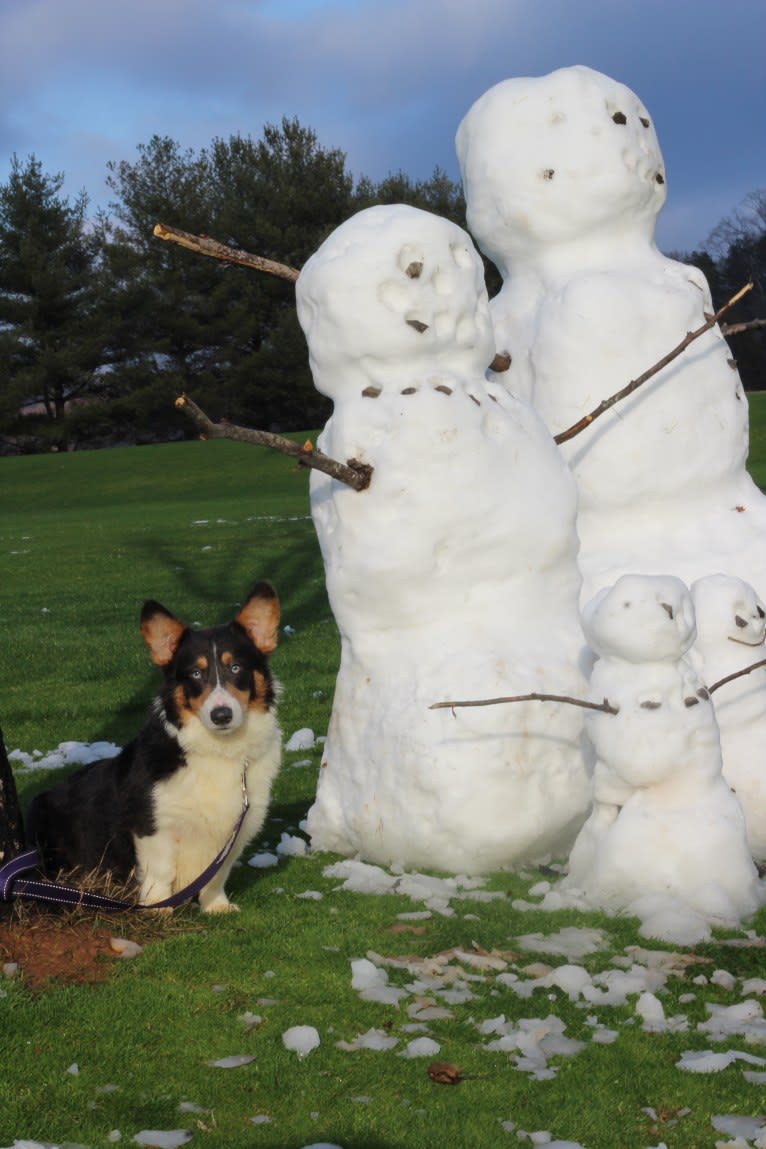 Butterball, a Pembroke Welsh Corgi tested with EmbarkVet.com