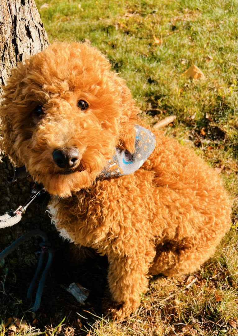 Mac Daddy, a Poodle tested with EmbarkVet.com