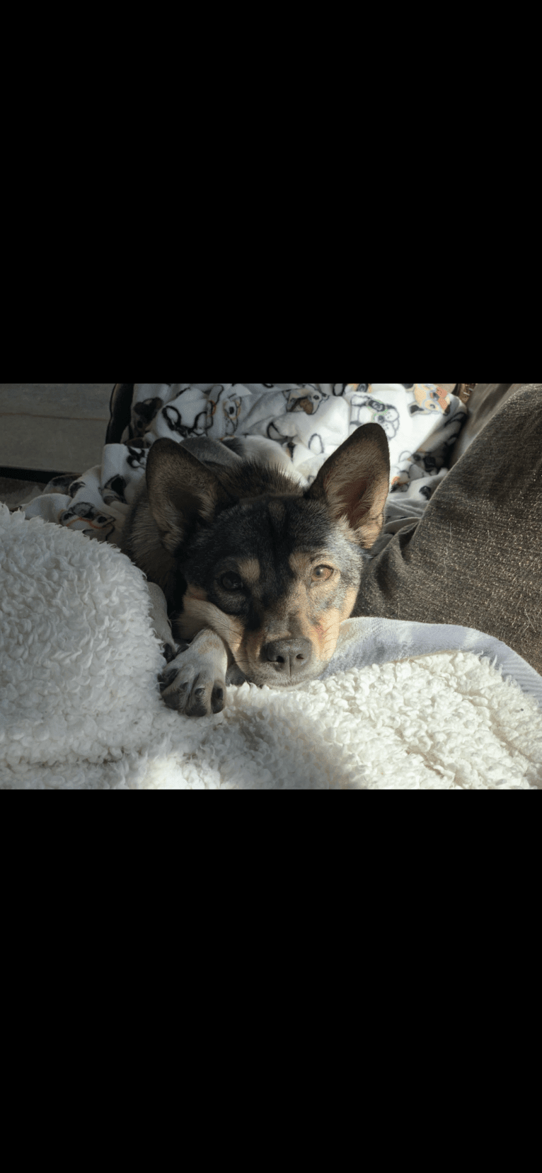 Lullaby, a Chinese Village Dog tested with EmbarkVet.com