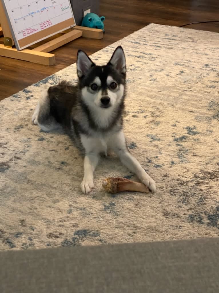 Khaleesi, a Pomsky tested with EmbarkVet.com