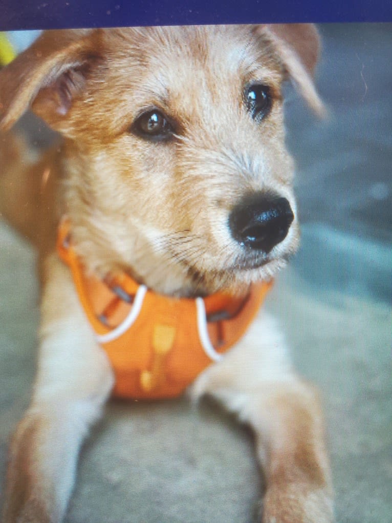 Zoey, a Rat Terrier and Siberian Husky mix tested with EmbarkVet.com