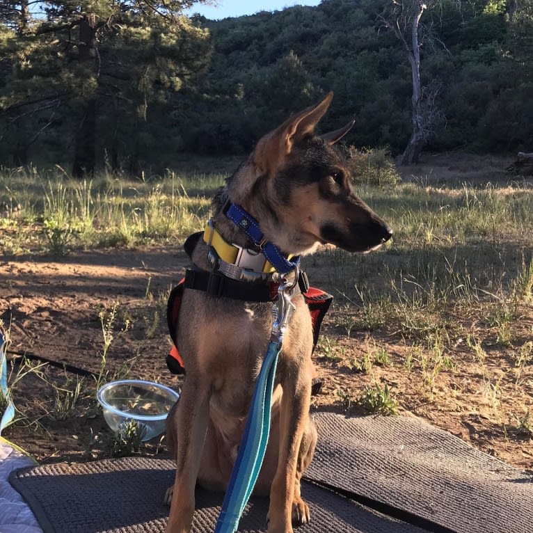 Wylie, a Southeast Asian Village Dog tested with EmbarkVet.com