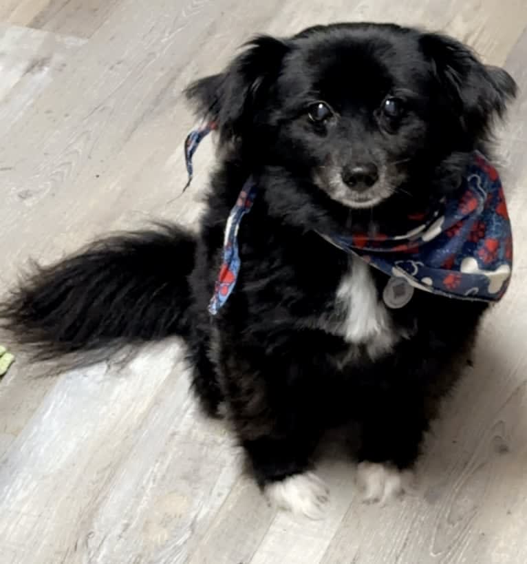 Ellie, a Pomeranian and Poodle (Small) mix tested with EmbarkVet.com