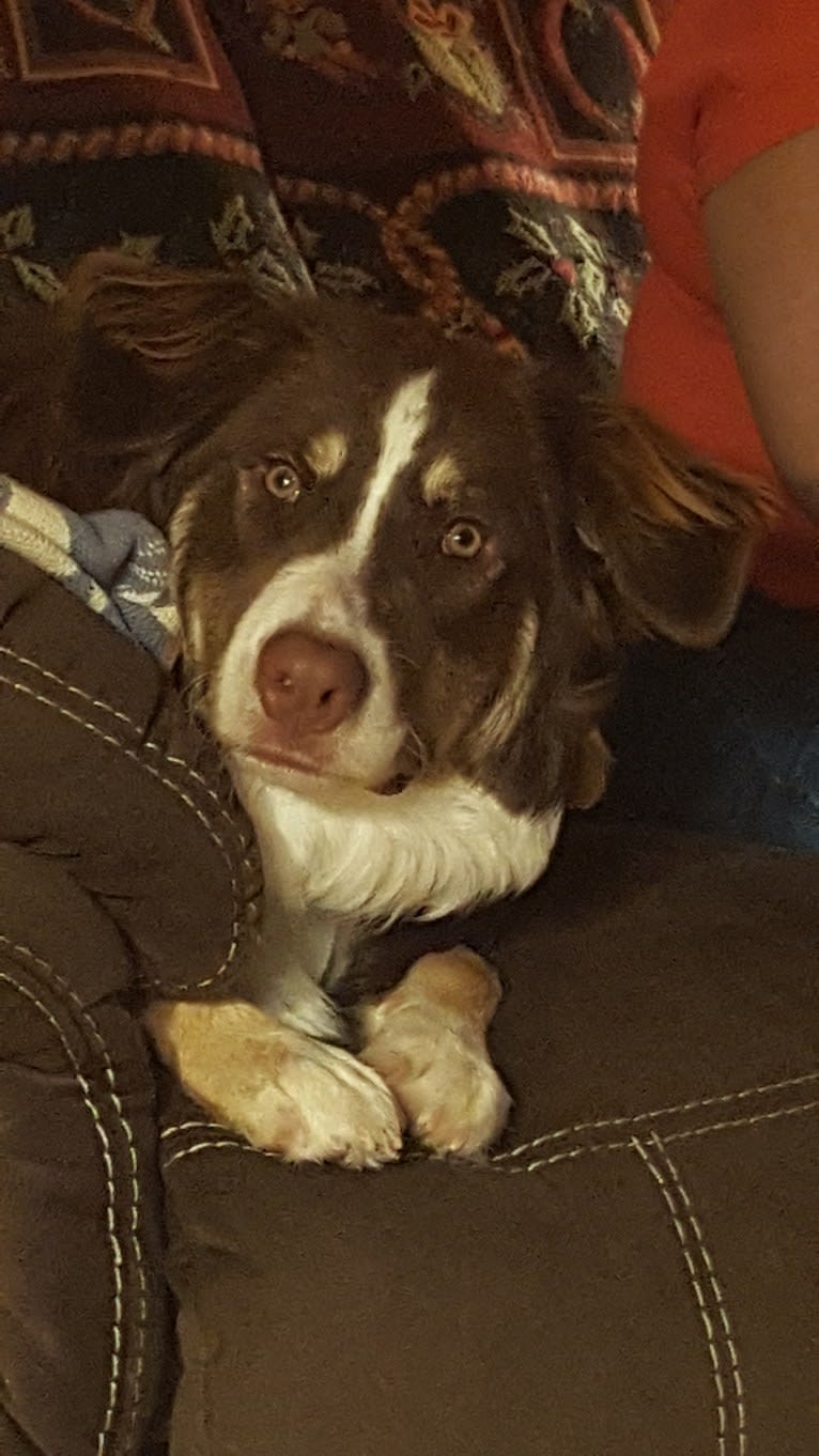 Copper, an Australian Shepherd and Border Collie mix tested with EmbarkVet.com