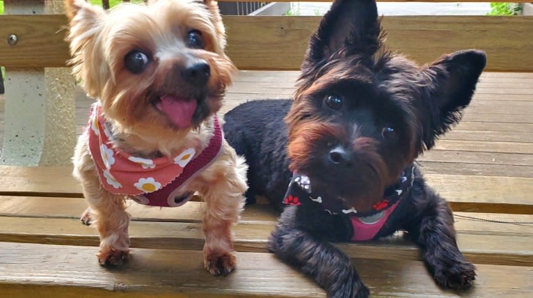 Kevin, a Yorkshire Terrier and Poodle (Small) mix tested with EmbarkVet.com