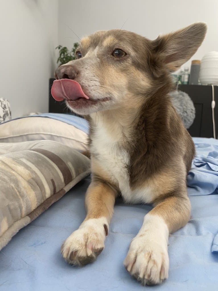 Fenya, a Central Asian Village Dog tested with EmbarkVet.com