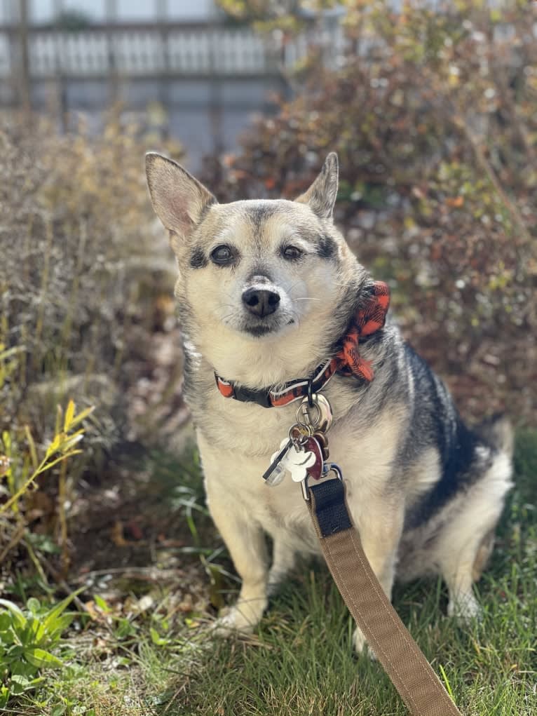 Midge, a Chihuahua and Australian Shepherd mix tested with EmbarkVet.com