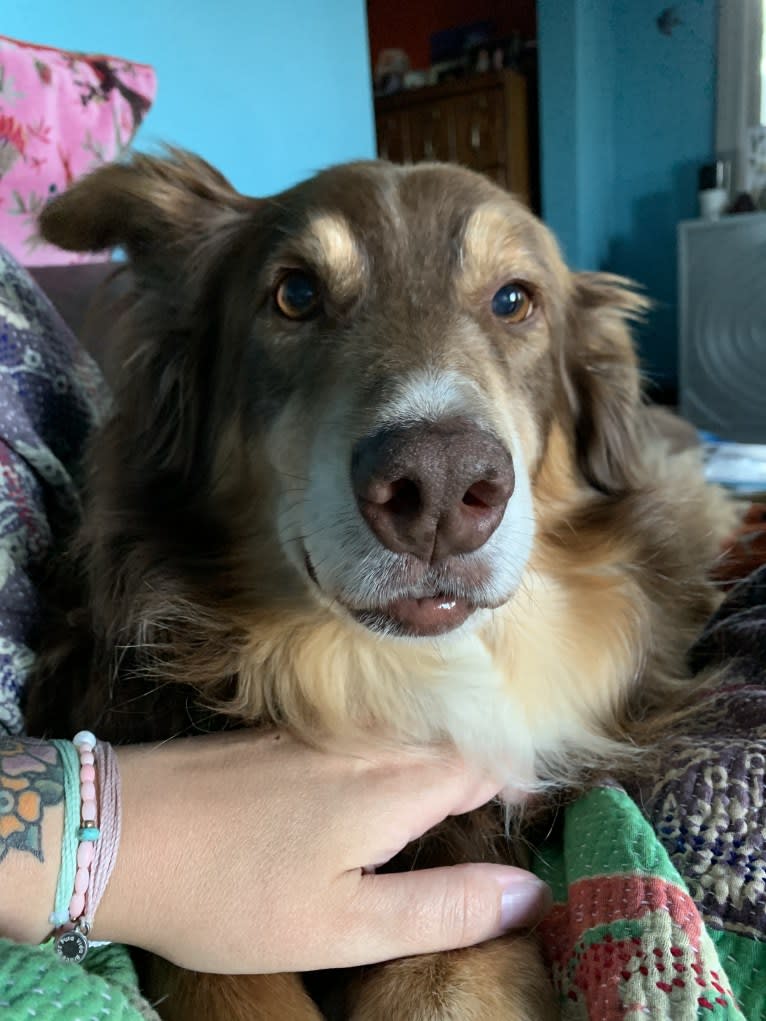 Rosie O'Doggell, an Australian Shepherd and German Shepherd Dog mix tested with EmbarkVet.com