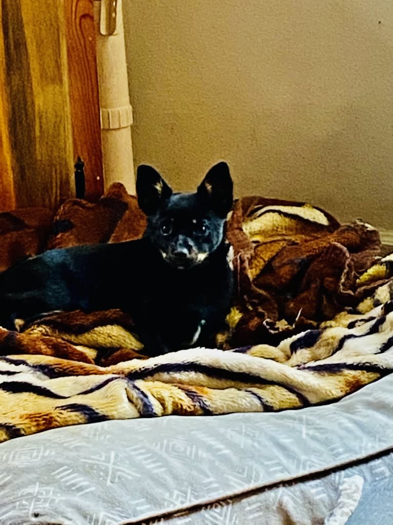 Photo of Yukio, a Pomeranian, Chihuahua, and Mixed mix in Tacoma, Washington, USA