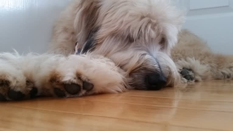 Desmond, a Soft Coated Wheaten Terrier tested with EmbarkVet.com