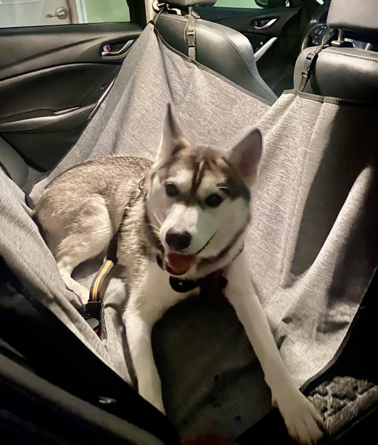 Storm, a Siberian Husky and American Pit Bull Terrier mix tested with EmbarkVet.com