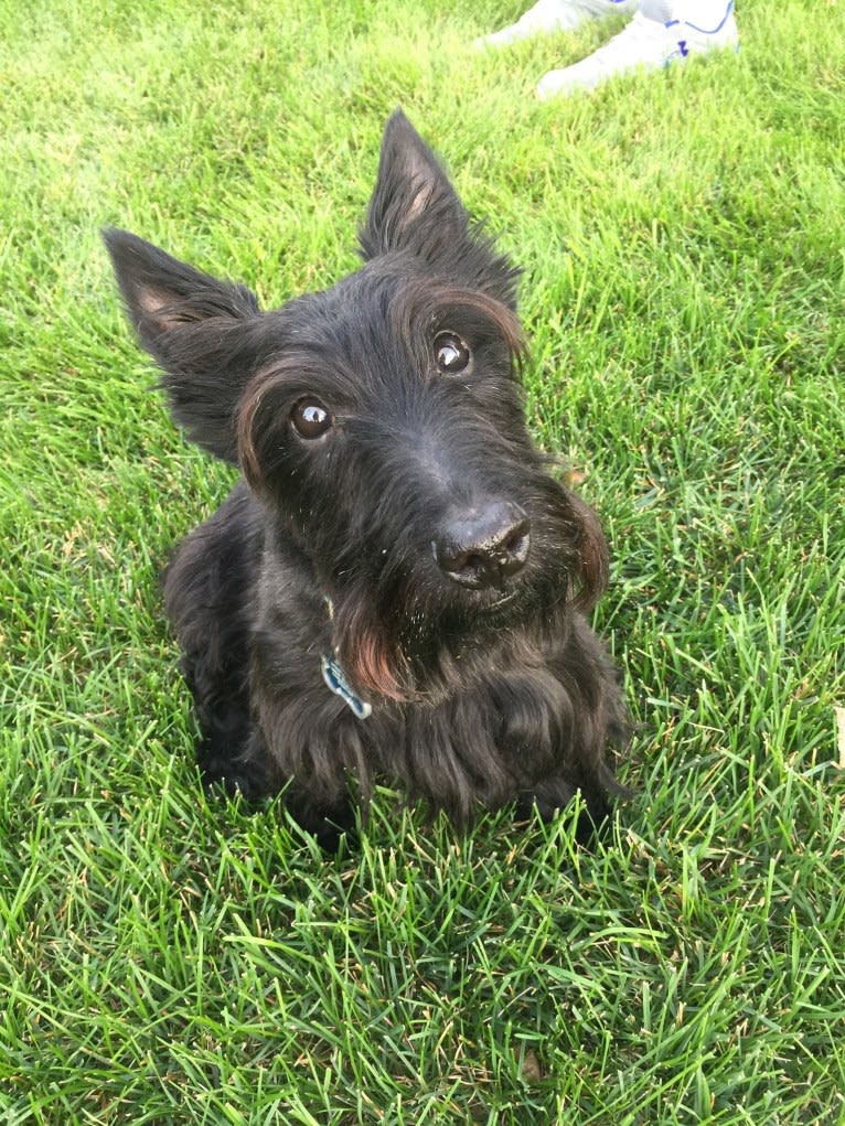 Jake, a Scottish Terrier tested with EmbarkVet.com